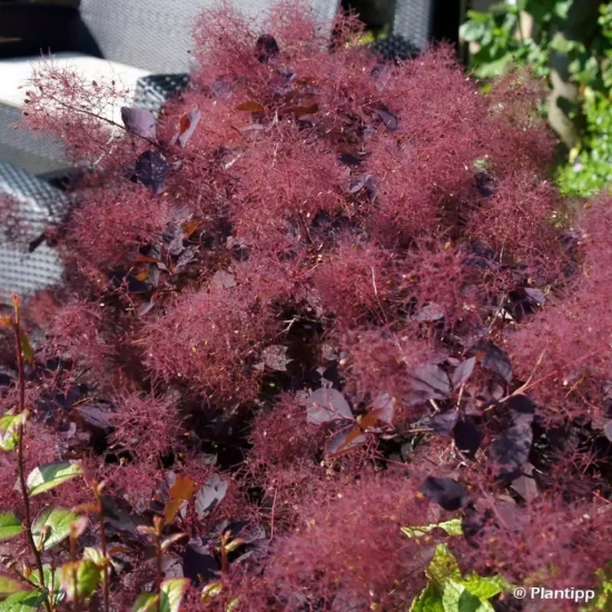 COTINUS x Dusky Maiden