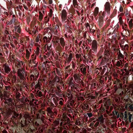 COPROSMA x Pacific Night