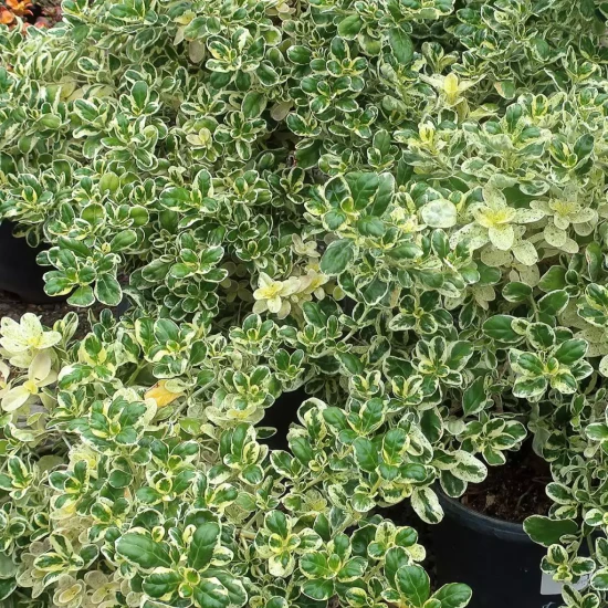 COPROSMA x repens Marble Queen
