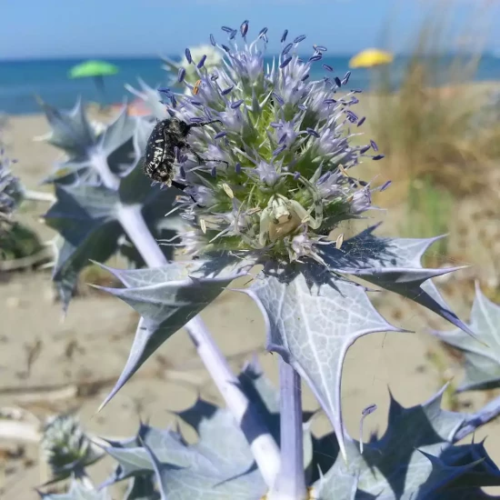 CRITHMUM maritimum