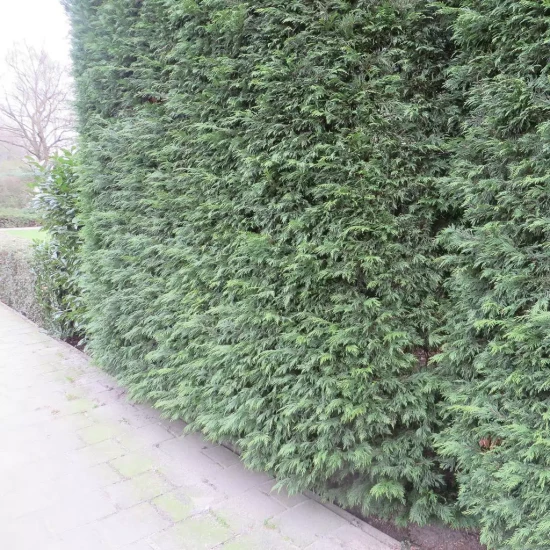CUPRESSOCYPARIS leylandii