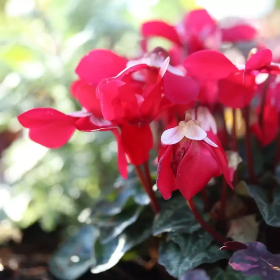 CYCLAMEN MINI TOUSSAINT