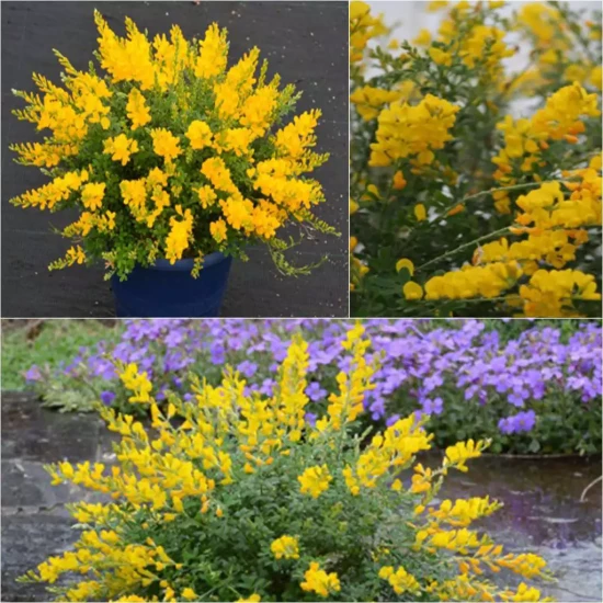 CYTISUS racemosus Phebus