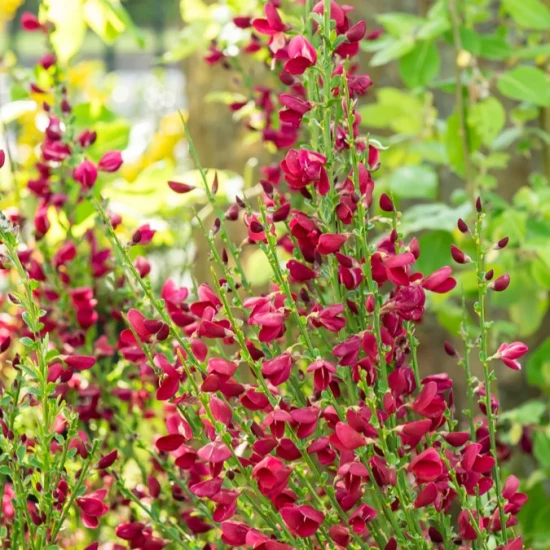 CYTISUS scoparius Boskoop Ruby