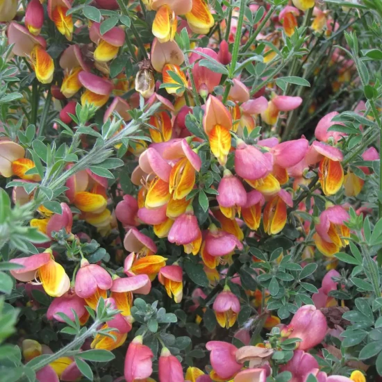CYTISUS scoparius La Coquette