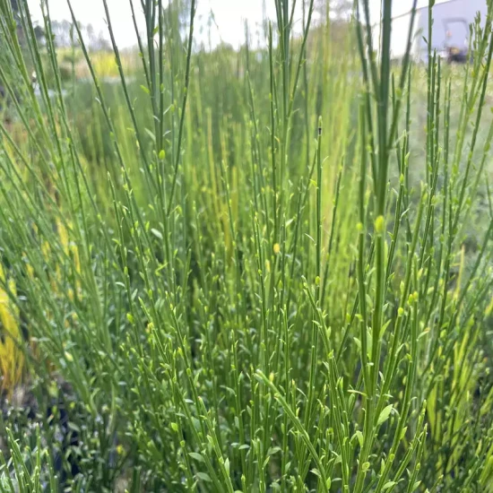 CYTISUS scoparius