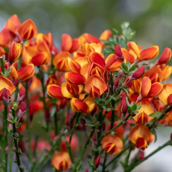 CYTISUS scoparius Lena