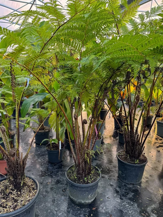 CYATHEA tomentosissima