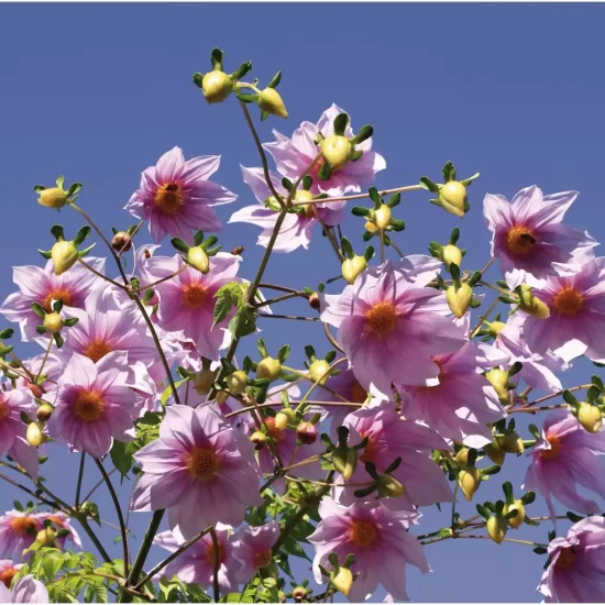 DAHLIA imperialis Rose