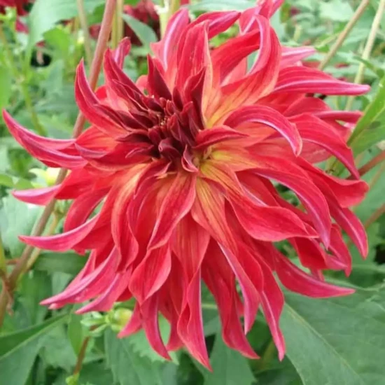 DAHLIA x Bangkok Violet