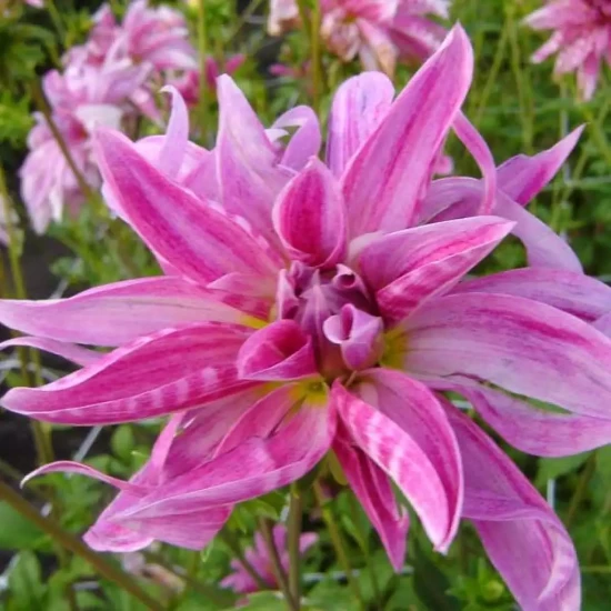 DAHLIA x Pink Punk