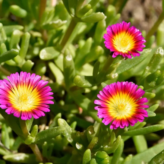 DELOSPERMA x Wonder Hot Pink