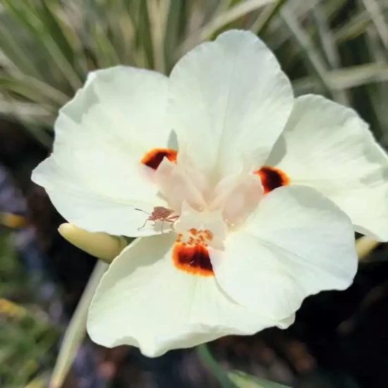DIETES bicolor 'Lemon Drop'