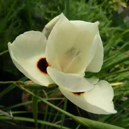 DIETES bicolor