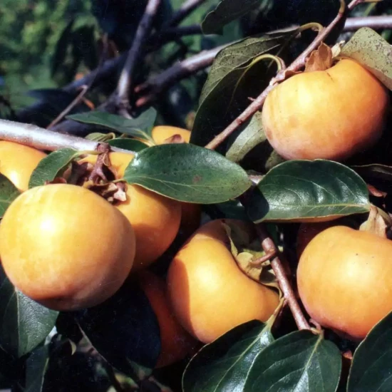 DIOSPYROS kaki Rojo Brillante