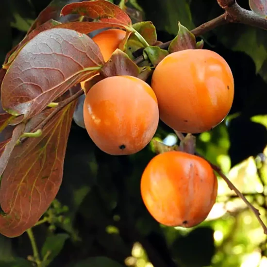 DIOSPYROS kaki Muscat