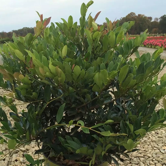 DISTYLIUM myricoides x racemosus Blue Cascade