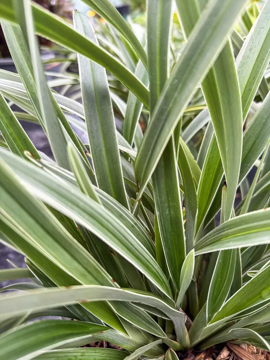 DIANELLA tasmanica Silver Fox