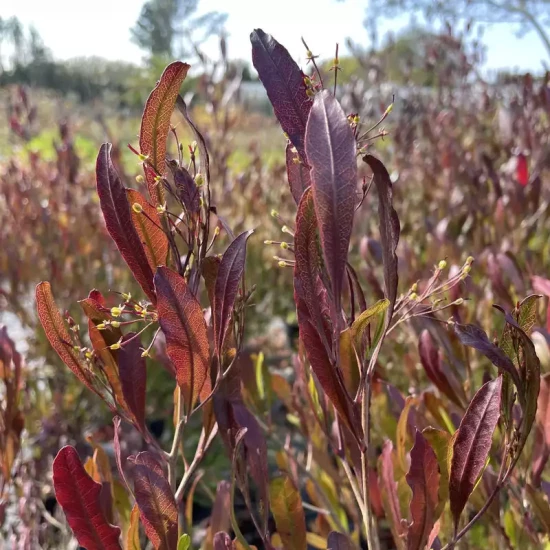 DODONAEA viscosa purpurea
