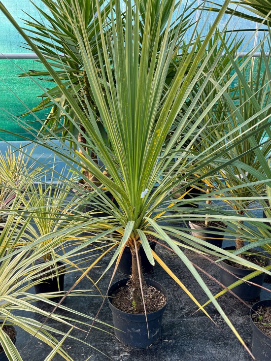 DRACAENA australis