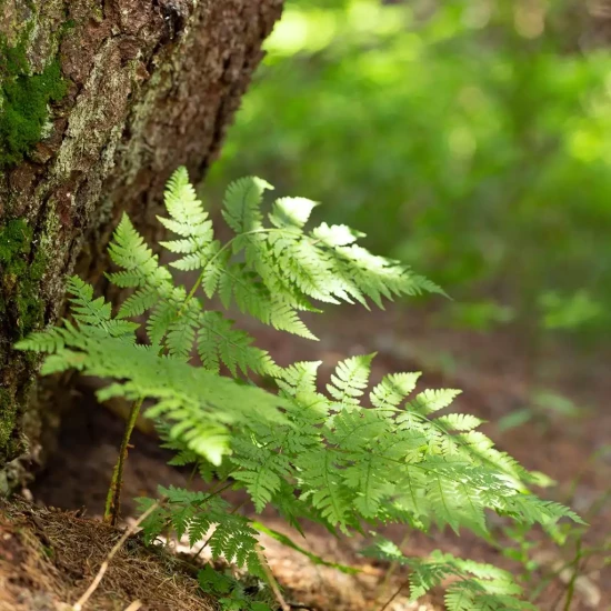 DRYOPTERIS erythrosora Prolifica