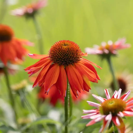 ECHINACEA purpurea Lakota Orange