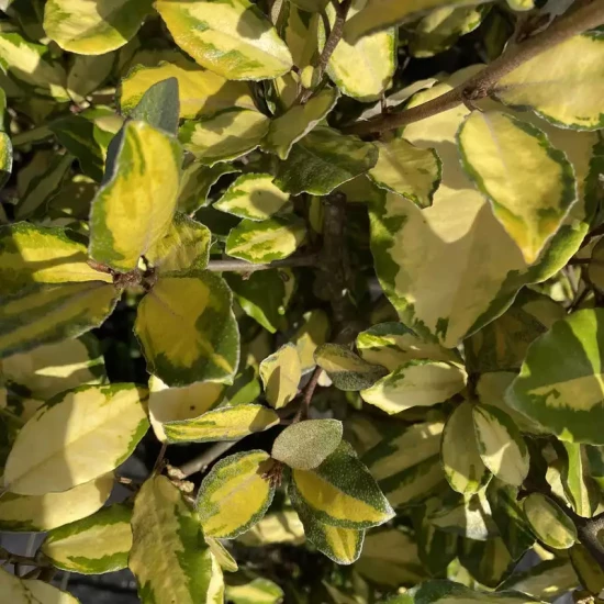 ELAEAGNUS x ebbingei Eleador Lannou