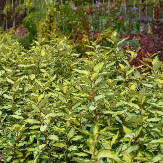 ELAEAGNUS x ebbingei Maryline