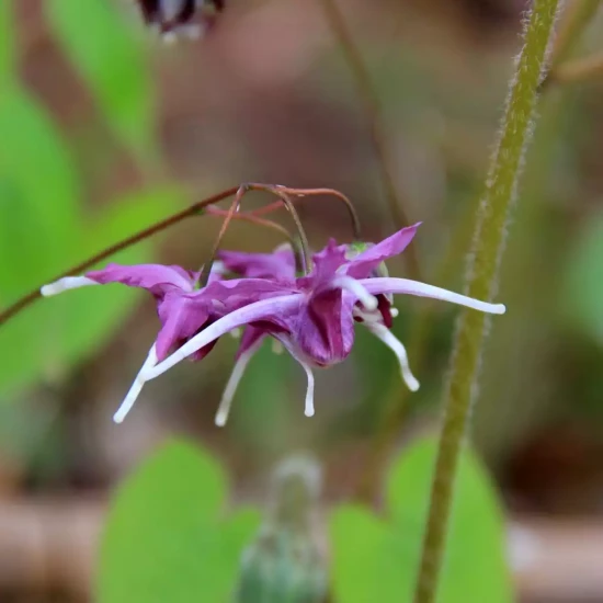 EPIMEDIUM x youngianum Niveum