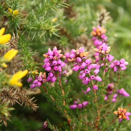 ERICA cinerea CD Eason