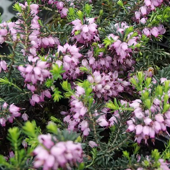 ERICA x darleyensis Silberschmelze