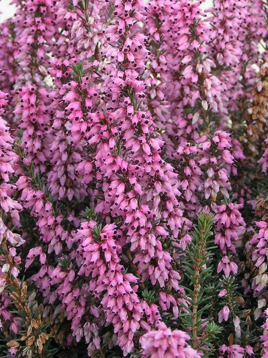 ERICA erigena Irish Dusk