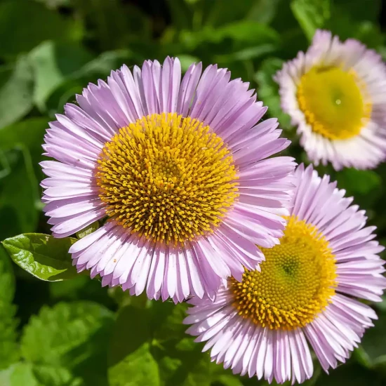 ERIGERON glaucus