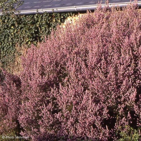 ERICA mediterranea