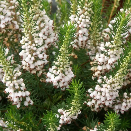 ERICA vagans Maxwell