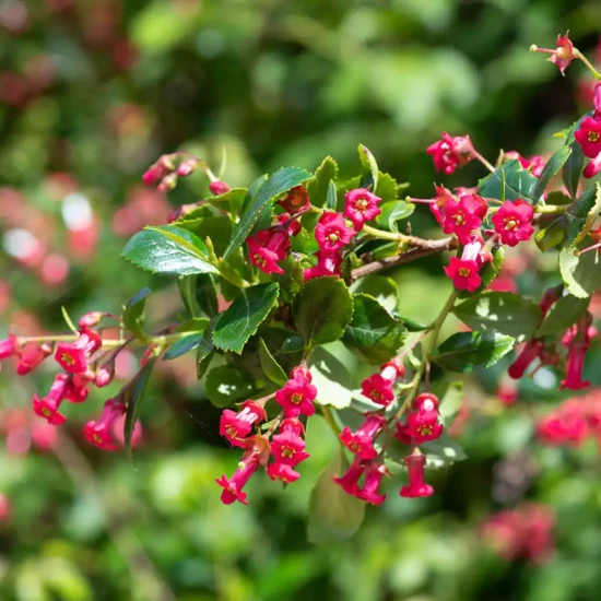 ESCALLONIA rubra macrantha Crimson Spire