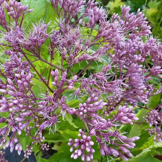 EUPATORIUM capillifolium Elegant Plume