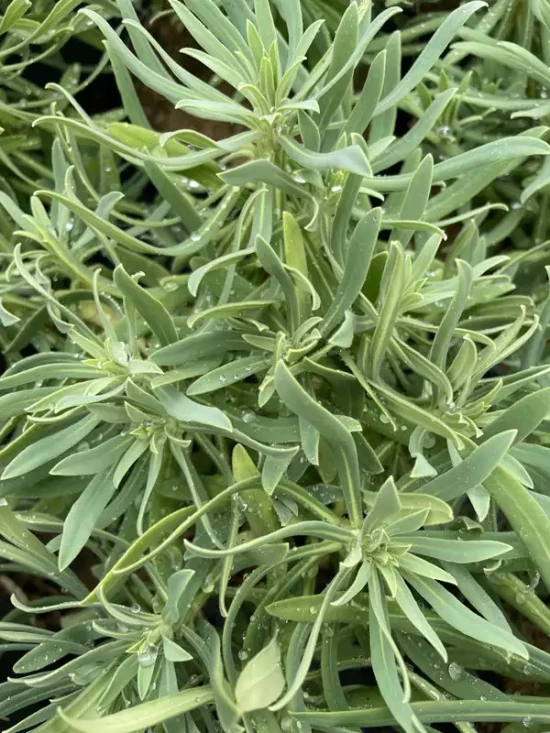 EUPHORBIA characias Wulfenii