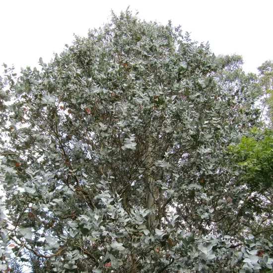 EUCALYPTUS cordata