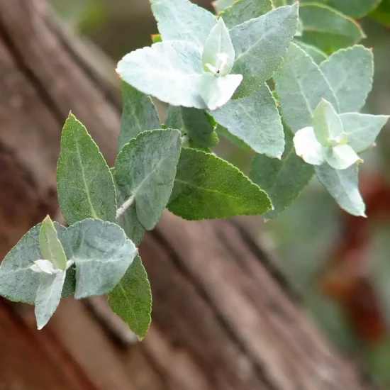 EUCALYPTUS crenulata