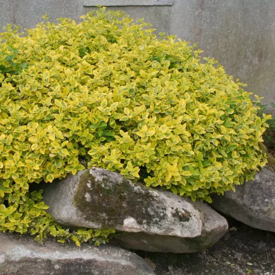 EUONYMUS fortunei Emerald Gold