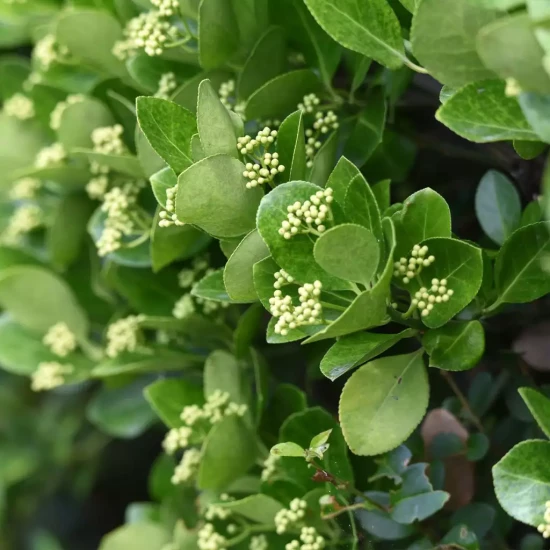 EUONYMUS japonicus
