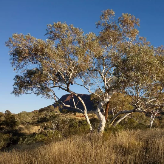 EUCALYPTUS pauciflora