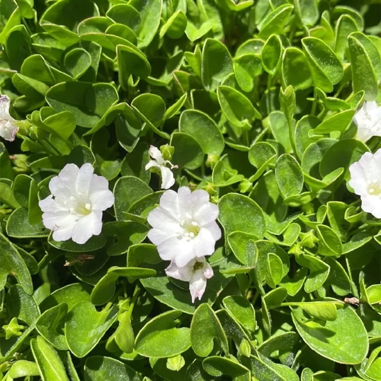 FALKIA Repens