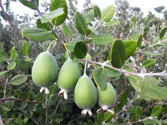 FEIJOA sellowiana Coolidge