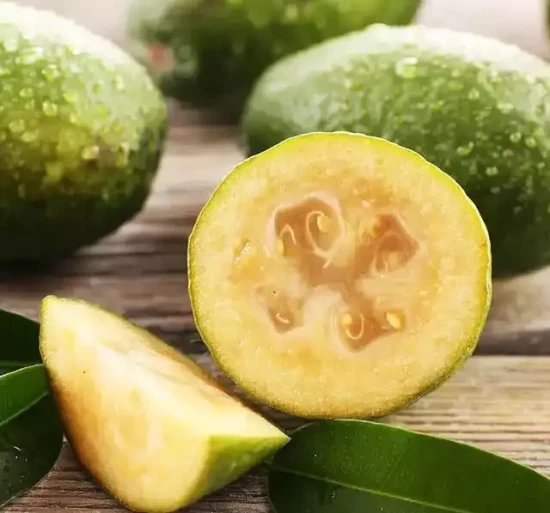 FEIJOA sellowiana Gemini