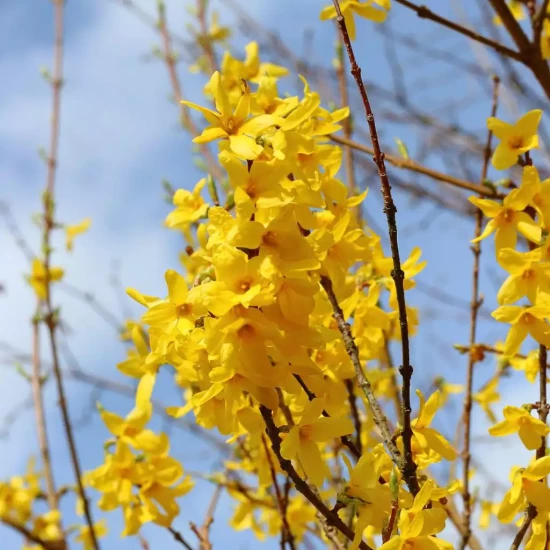 FORSYTHIA x intermedia Lynwood Gold