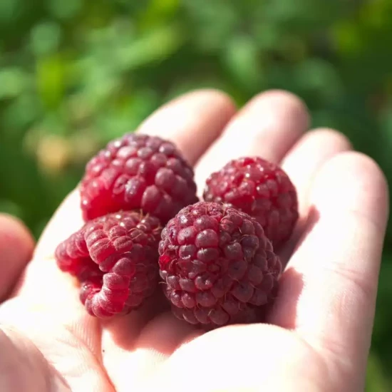 RUBUS idaeus Héritage