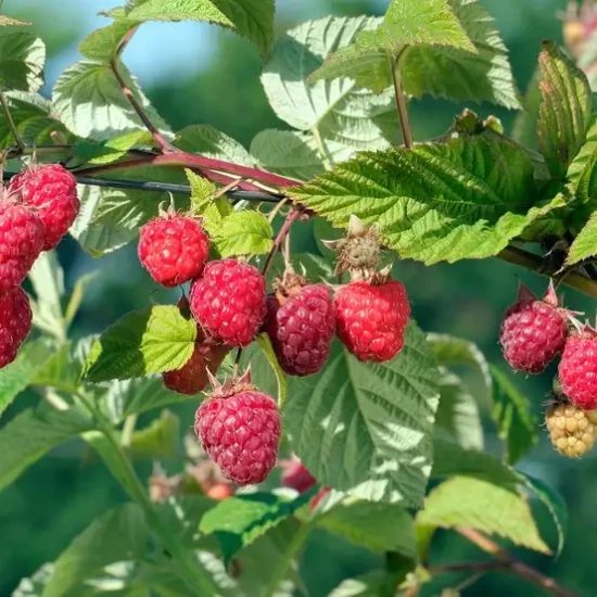 RUBUS idaeus Little Sweet Sister