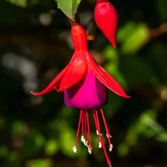 FUCHSIA x Mrs Popple